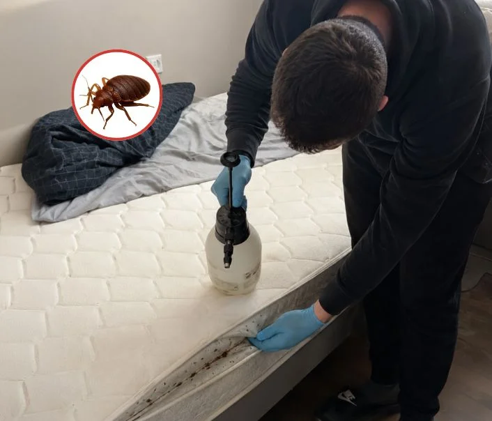 Technicien traitant un matelas contre les punaises de lit à Darvault